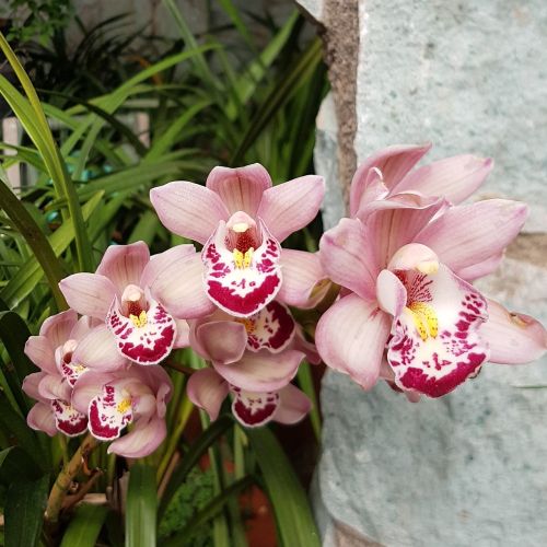 flower orchid nature