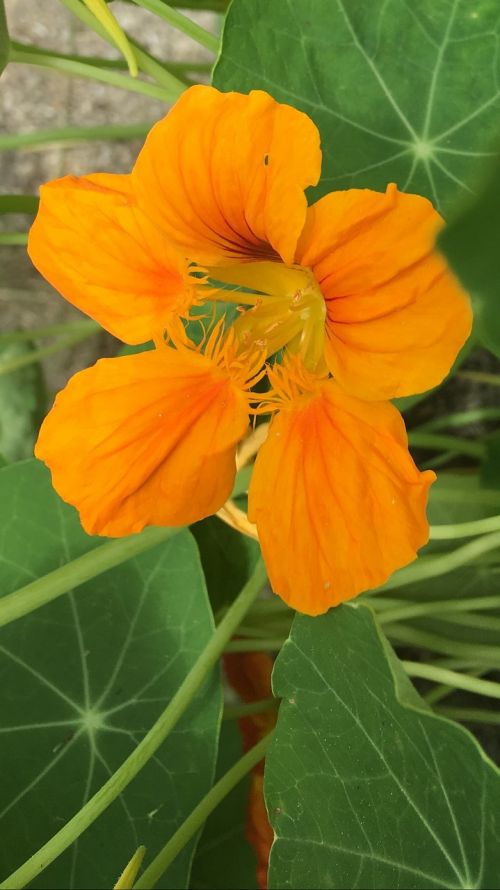 flower nasturtium orange