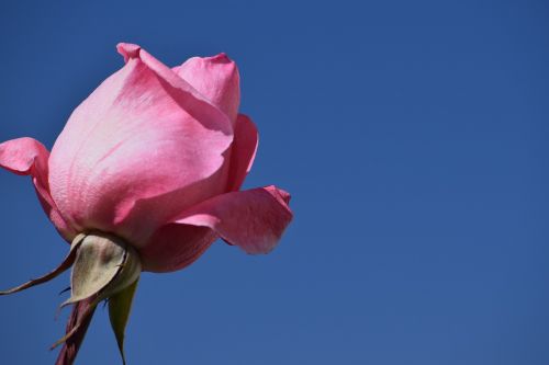 flower sky rose