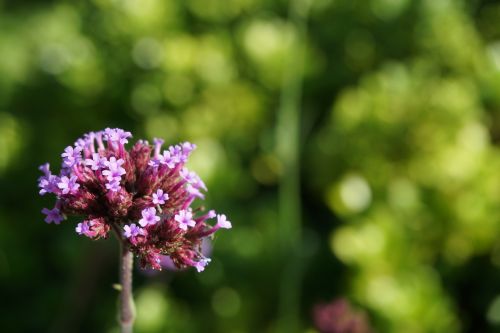 flower garden botany