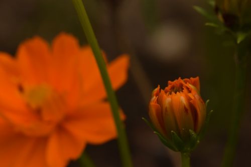 flower orange garden