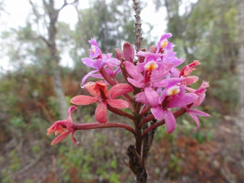 flower forest wilderness