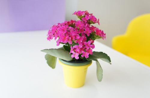 flower pink vase