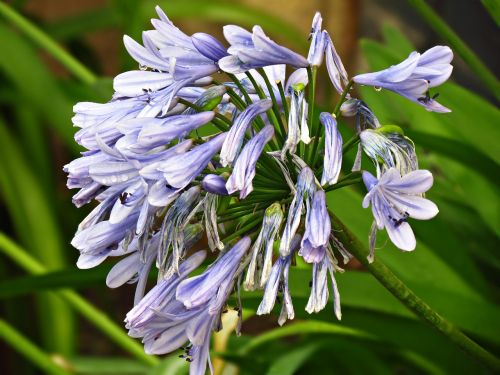 flower plant nature