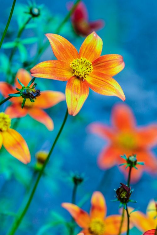 flower summer flower orange