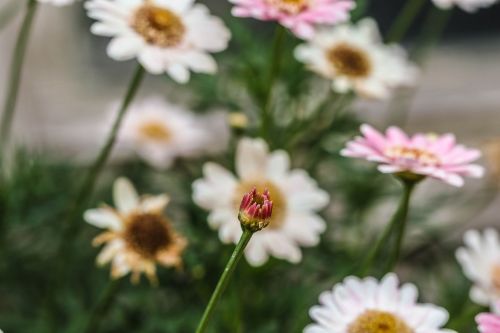 flower summer flower garden