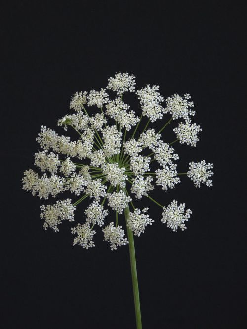 flower umbellifer white