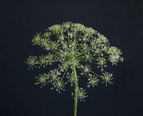 flower umbellifer faded