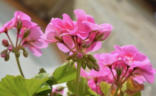 flower pink buds