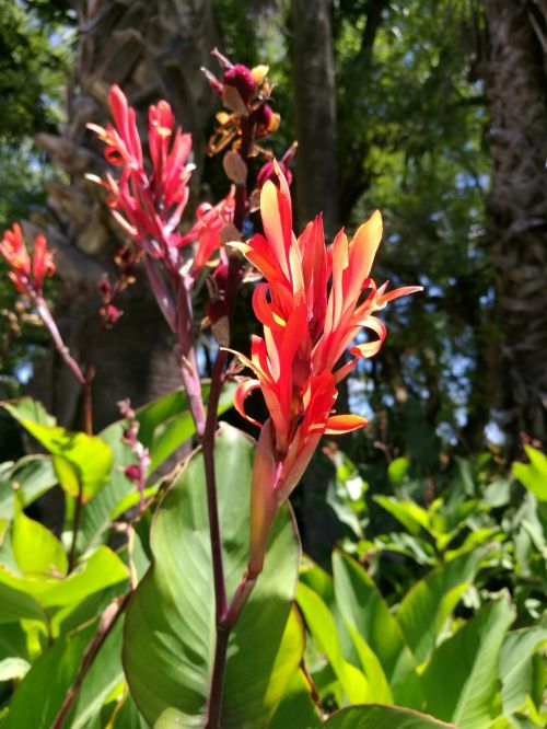 flower red plant