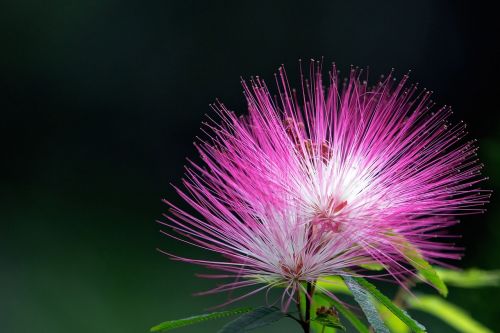 flower red nature