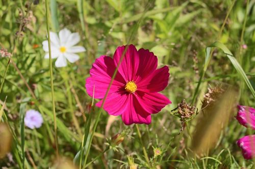 flower pointed flower grass