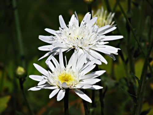 flower white flowers