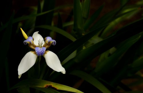 flower wild nature