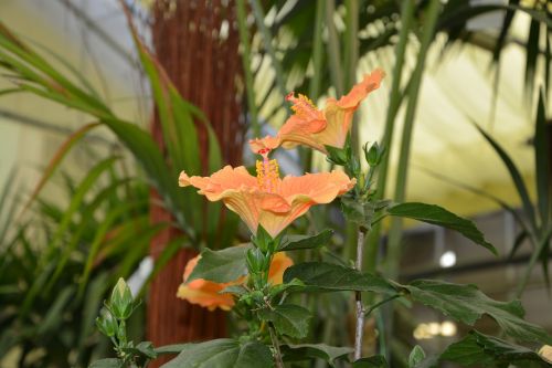 flower hisbiscus plant