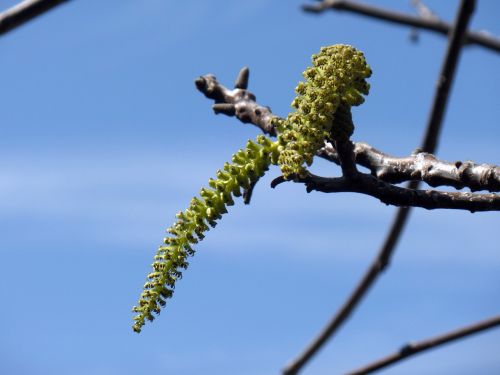 flower walnut green
