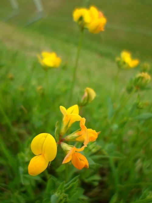 flower yellow green