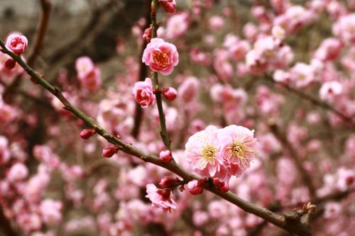 flower pink beijing