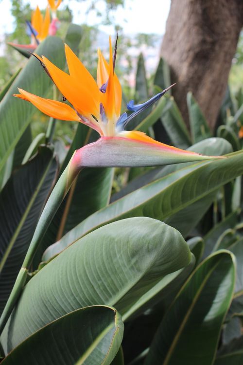 flower tropical orange