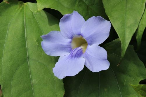 flower blue leaves