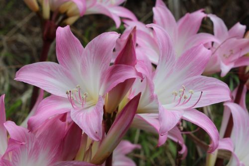 flower tropical tropical flowers