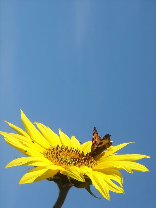 flower butterfly nature