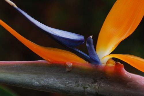 flower bird of paradise orange