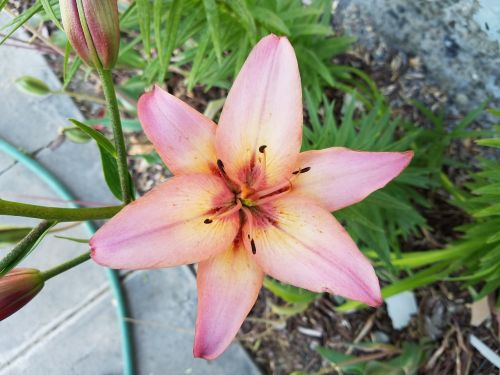 flower lily blossom