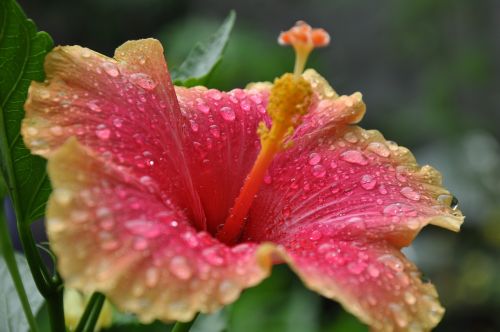 flower blossom plant