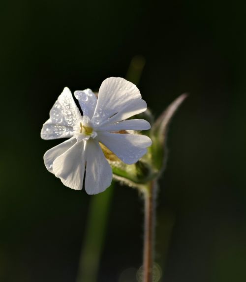 flower white gentle