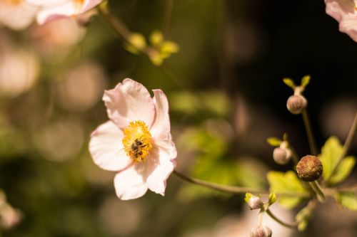 flower leaf nature