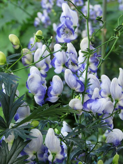 flower blue and white aconite