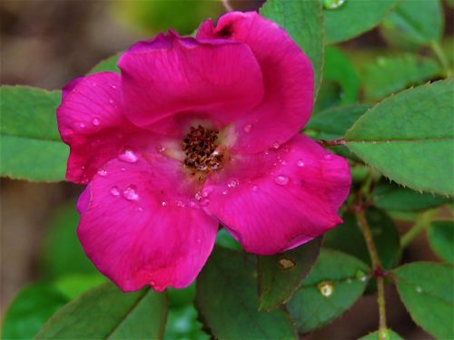 flower macro red