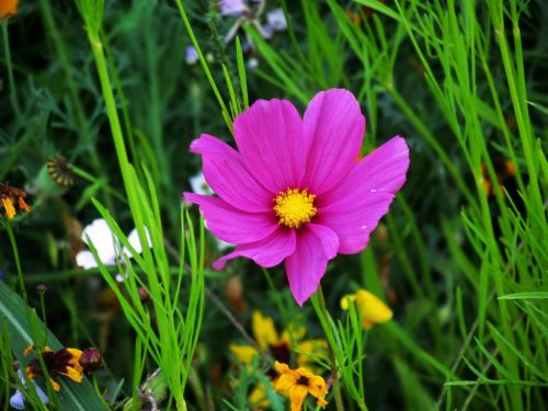 flower plant nature