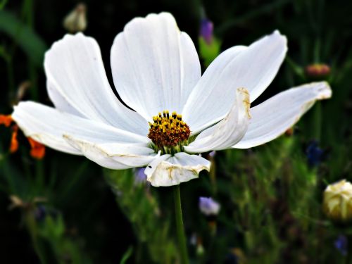 flower biel white