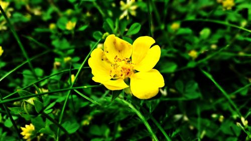 flower yellow nature