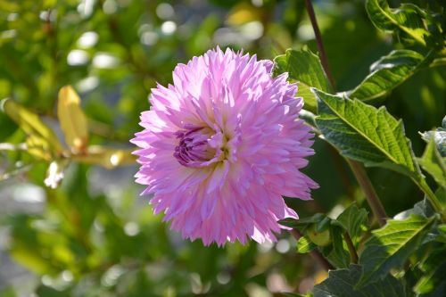 flower dahlia pink parma