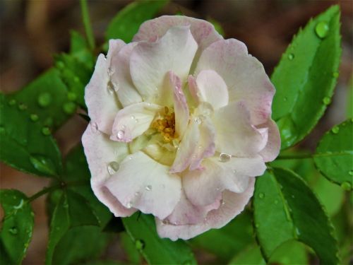 flower pink and white garden