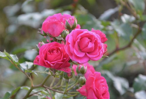 flower roses rosebush