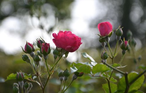 flower roses rose bud
