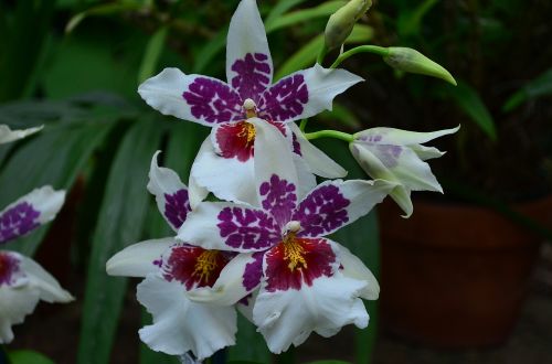 flower plant blossom