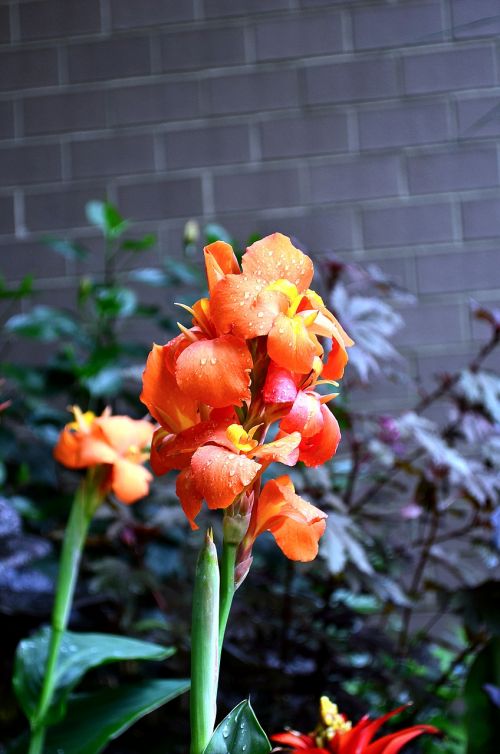 flower plant nature