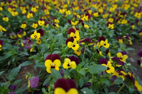 flower a small spike of flowers sea of flowers