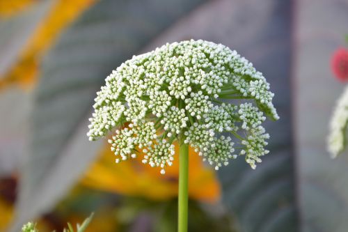 flower white green form fungus