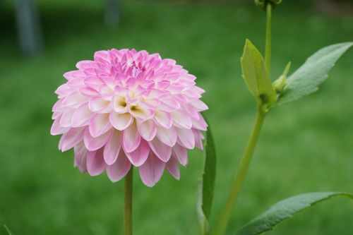 flower plant nature