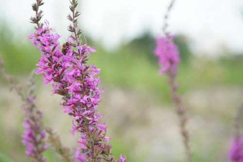 flower plant purple