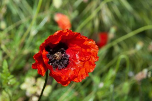 flower poppy nature