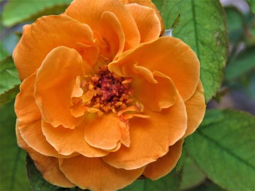 flower orange rose