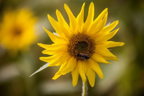 flower sun flower yellow