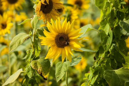 flower sun flower yellow